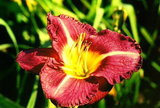 Indigo Moon Индигоу Мун