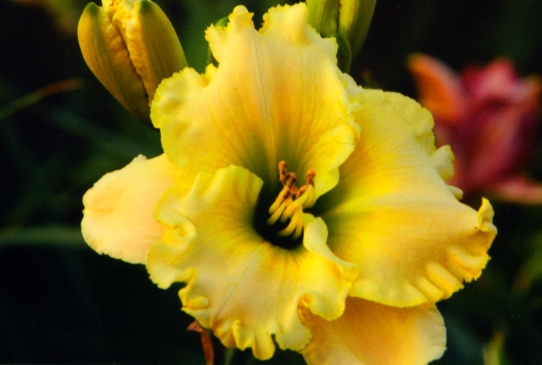 Jade Glow Джейд Глоу