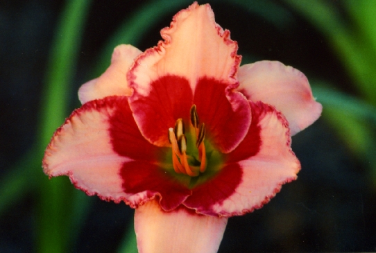 Jamaican Music Джамайкан Мьюзик