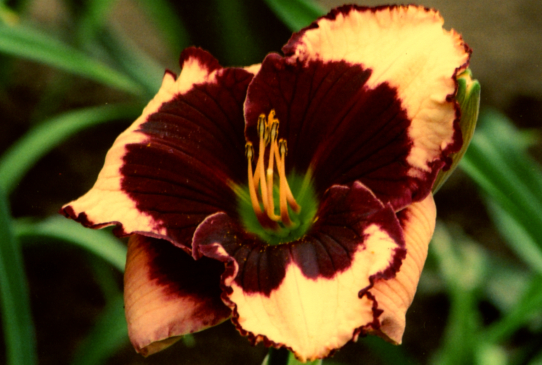 Jane Trimmer Джейн  Триммер