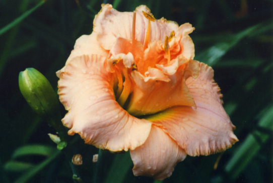 John Kirkland Джон Киркленд