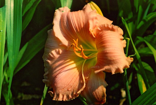 Джульен Николь Jolyene Nichole