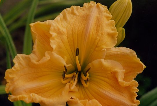 Джозефина Марина Josephine Marina