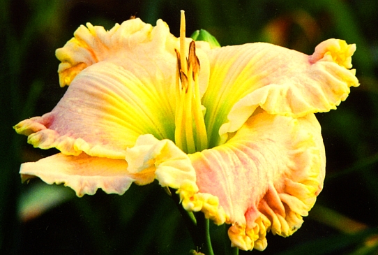 Judy Farquhar Джуди Фаркуар