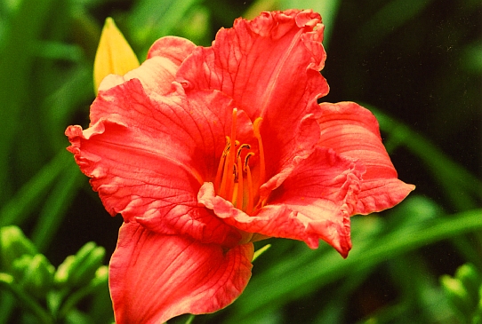 Julia Deemer Джулия Димер