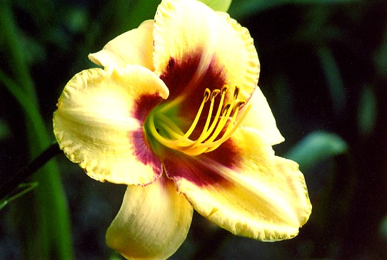 Julie Newmar Джули Ньюмар