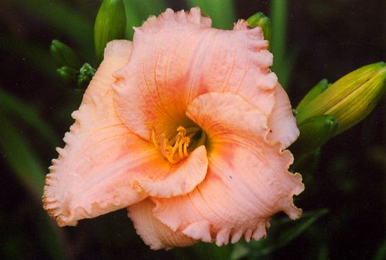 Абсолютно Ангел Just an Angel