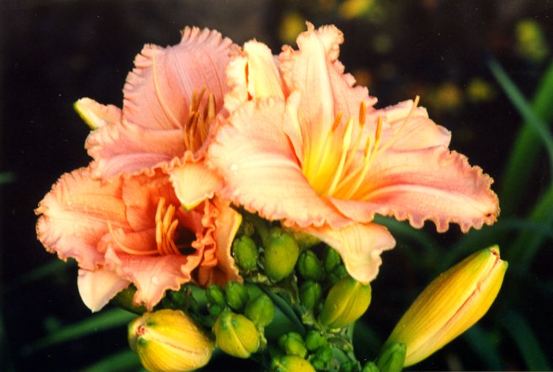 Абсолютно Ангел в саду Just an Angel