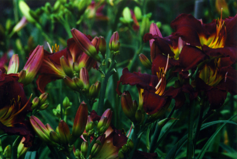 Killer Киллер куст