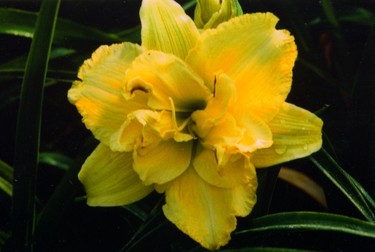 King Kahuna Кинг Кэхуме