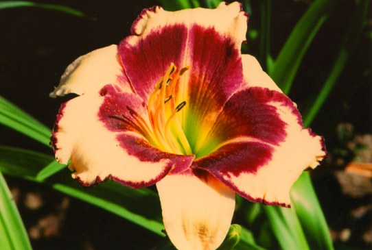 King of Masks Кинг оф Маск