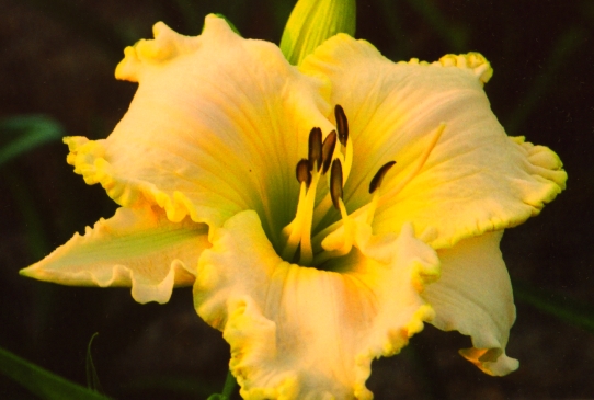 Knights in White Satin Найтс ин Уайт Сетин