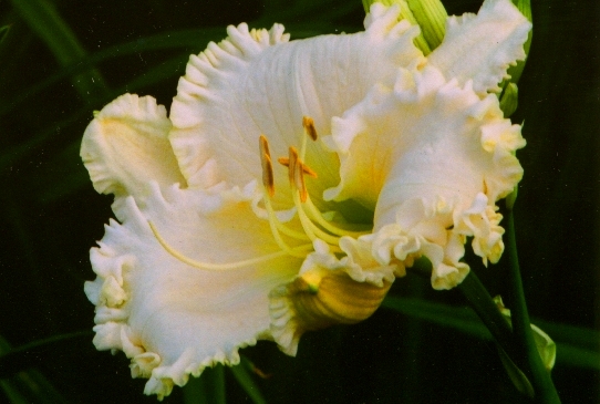 Lacy All Over Лэйси Ол Ове