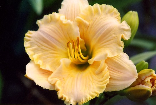 Lady Arabella Лэди Эребела