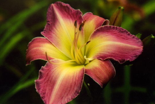 Леди Лиз  Lady Liz