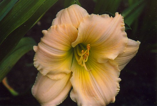 Лаурен Леах  Lauren Leah