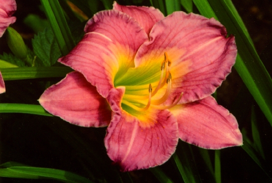 Lavender White Eyes Лавенлер Уайт Айз