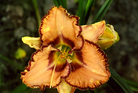 Lighting Strike Лайтинг Страйк