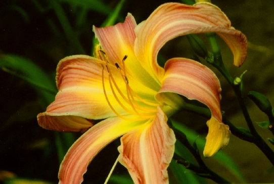 Lilting Belle Литин Белл