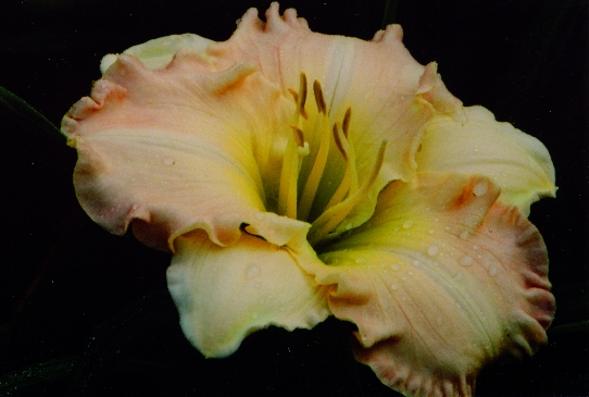 Linda Agin Линда Эджин