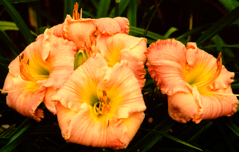 Linda's Magic Линдас Мэджик куст