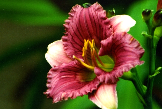 Little Jetsetter Литтл Джет Сеттэ