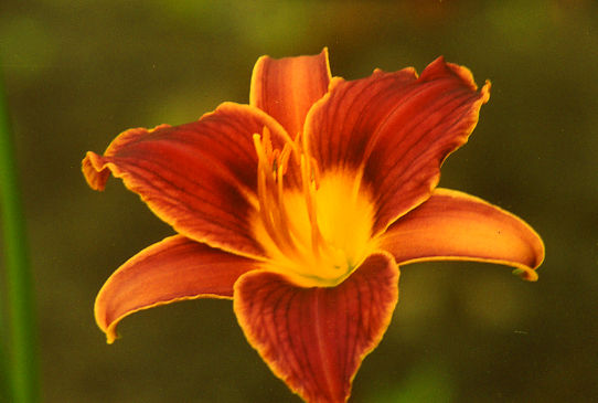 Литл Мисси Little Missy