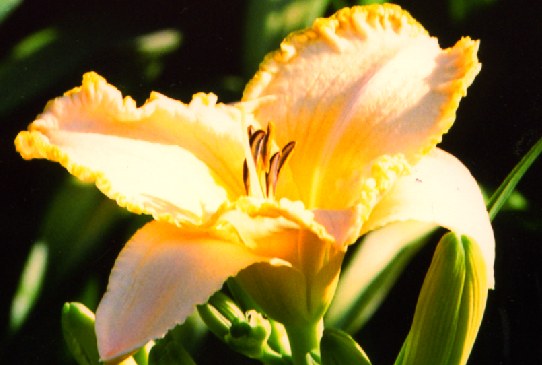 Living on the Edge Ливин он зе Эдж