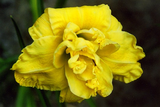 Логнфайлдс Максим Longfields Maxim