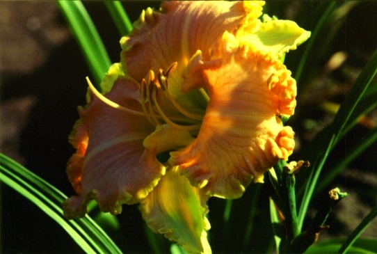 Лонгфайлдс Твинс Longfield's Twins