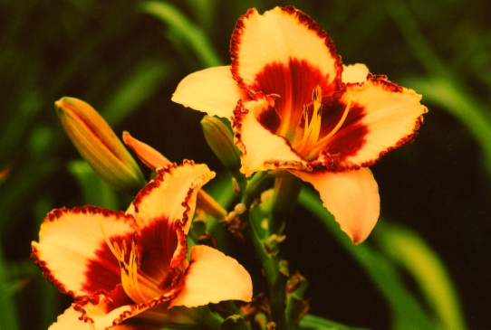 Loretto Staircase Лоретто Стэйекейс