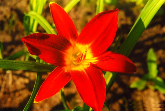 Люсти Лилэнд Lusty Lealand