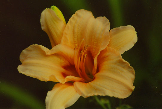 Лин Хол Lynn Hall