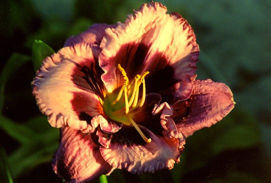 Магбет Macbeth