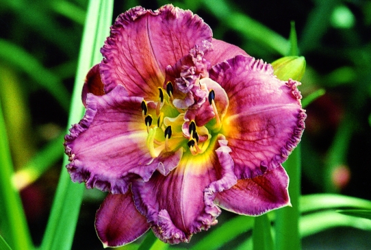 Мэджик Аметист Magic Amethyst