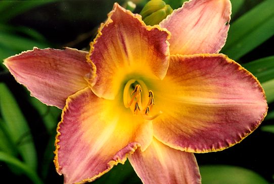 Мэджик Филигри Magic Filigree