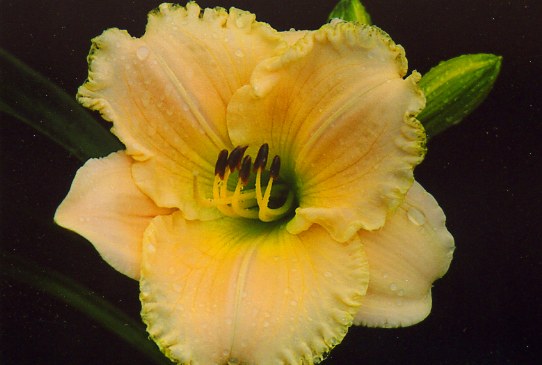 Мэджик Лейс  Magic Lace