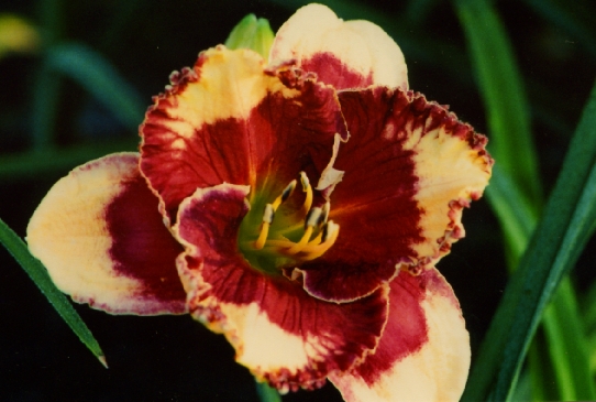 Magical Mystery Snow Мэджикал Мистери Сноу