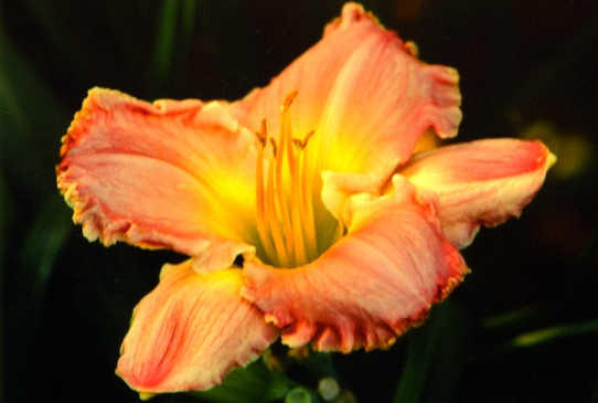 Majestic Pink Маджестик Пинк