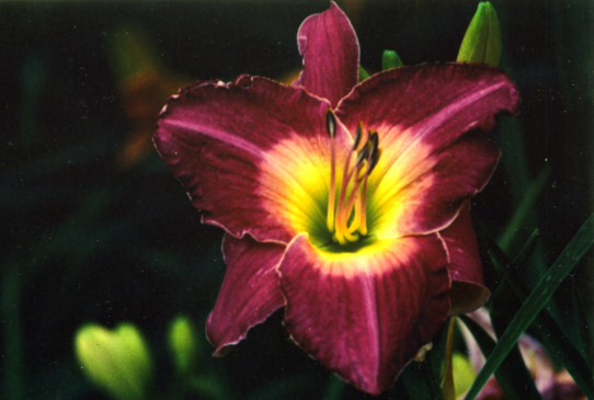 Малазиан Монарх Malaysian Monarch