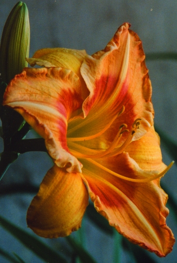 Mango Time Мэнгоу Тайм