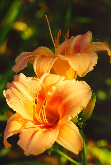 Маргарет Перри Margaret Perry