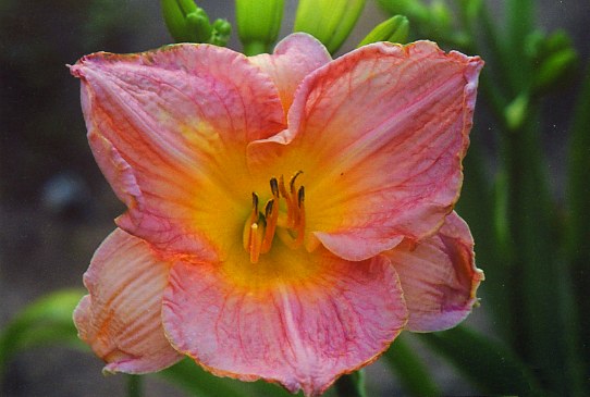 Маришка Mariska