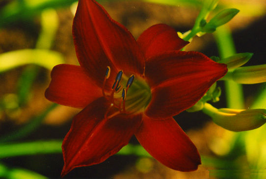 Марокко Бьюти Marocco Beauty