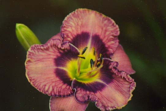 Мартина Верхарт  Martina Verhaert