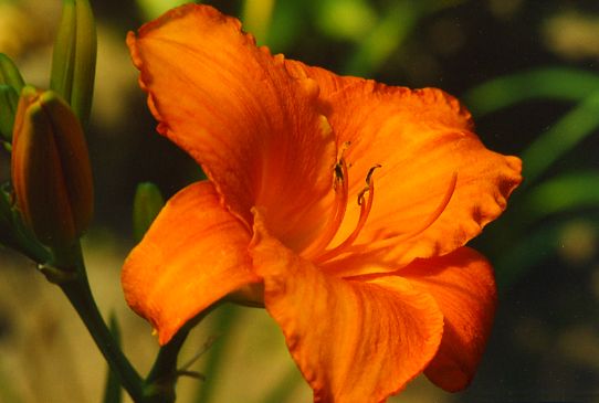 Мауна Лоа Mauna Loa