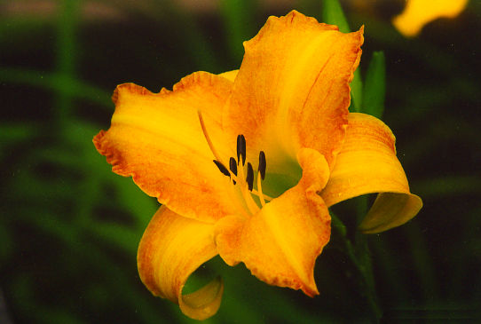 Мелоди Лейн Melody Lane