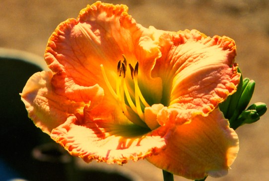 Melrose Lace Мэлруз Лайс