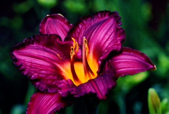 Мефистофель Mephistopheles