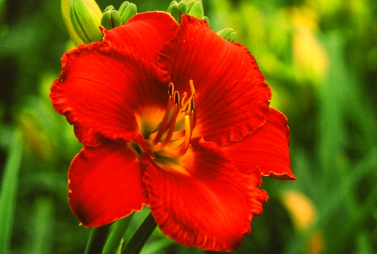 Огонь среди зимы Mid Winter Fire